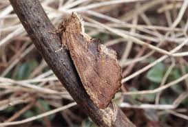 Attēlu rezultāti vaicājumam “Ptilodon capucina”