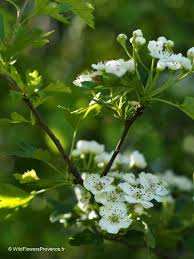 Attēlu rezultāti vaicājumam “Crataegus macracantha flower”
