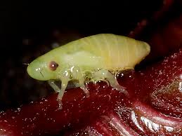 Attēlu rezultāti vaicājumam “Philaenus spumarius nymph”