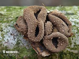 Attēlu rezultāti vaicājumam “Encoelia furfuracea”