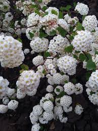 Attēlu rezultāti vaicājumam “Spiraea chamaedryfolia flower”