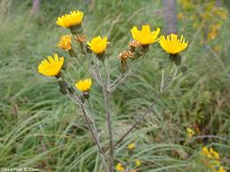 Attēlu rezultāti vaicājumam “Hieracium umbellatum bud”