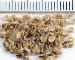 Attēlu rezultāti vaicājumam “Briza media fruit”