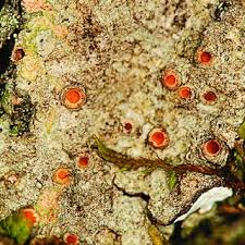 Attēlu rezultāti vaicājumam “Sclerophora farinacea”