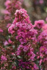 Image result for Lagerstroemia