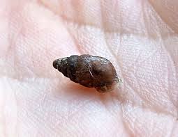 Attēlu rezultāti vaicājumam “Ena obscura”