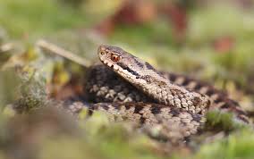 Attēlu rezultāti vaicājumam “Vipera berus”