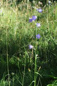 Image result for Campanula persicifolia