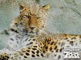 Image result for Essex Leopards