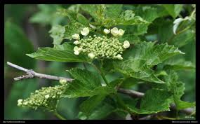 Attēlu rezultāti vaicājumam “Viburnum opulus bud”