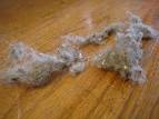 Exploding Dust Bunnies