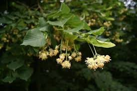 Attēlu rezultāti vaicājumam “Tilia cordata flower”