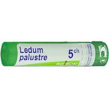 Attēlu rezultāti vaicājumam “Ledum palustre”