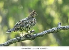 Attēlu rezultāti vaicājumam “Tetrastes bonasia female”