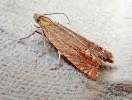 Attēlu rezultāti vaicājumam “Lathronympha strigana”