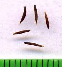 Attēlu rezultāti vaicājumam “Crepis tectorum fruit”