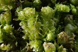 Attēlu rezultāti vaicājumam “Lophozia incisa”