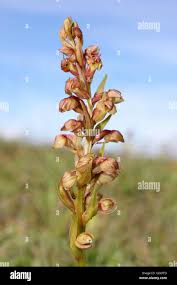 Attēlu rezultāti vaicājumam “Coeloglossum viride”