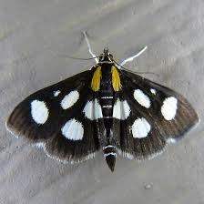 Attēlu rezultāti vaicājumam “Anania funebris”