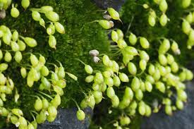 Attēlu rezultāti vaicājumam “Bryum pallens sporophyte”