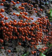 Attēlu rezultāti vaicājumam “Trichia ambigua macro”