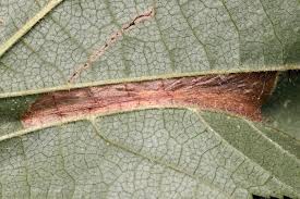 Attēlu rezultāti vaicājumam “Phyllonorycter nicellii”