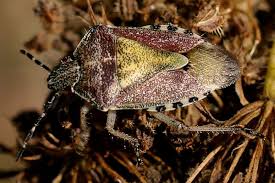 Attēlu rezultāti vaicājumam “Dolycoris baccarum”