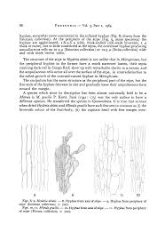 Attēlu rezultāti vaicājumam “Heyderia abietis”