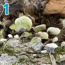 Attēlu rezultāti vaicājumam “Stereum fasciatum”