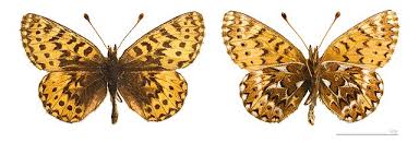 Attēlu rezultāti vaicājumam “Clossiana euphrosyne upperside”