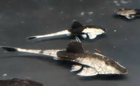 Image result for Pseudomyxus capensis