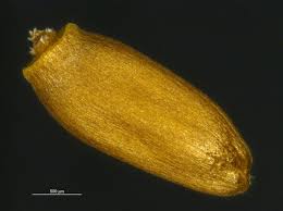 Attēlu rezultāti vaicājumam “Cirsium arvense fruit”