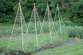 Attēlu rezultāti vaicājumam “Pisum sativum”