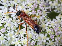 Attēlu rezultāti vaicājumam “Tenthredo campestris”