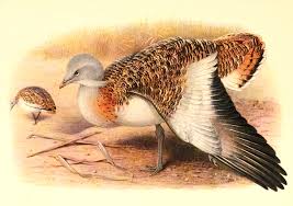 Image result for Otis tarda