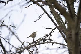 Image result for Phylloscopus humei