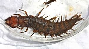 Attēlu rezultāti vaicājumam “Megaloptera”