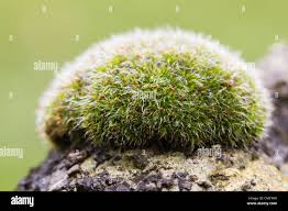 Attēlu rezultāti vaicājumam “Grimmia pulvinata sporophyte”