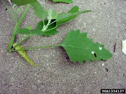 Attēlu rezultāti vaicājumam “Chenopodium album leaf”