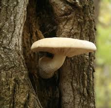 Attēlu rezultāti vaicājumam “Hypsizygus ulmarius”