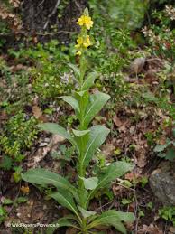 Attēlu rezultāti vaicājumam “Verbascum thapsus fruit”