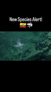 Image result for Nasolamia velox