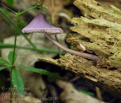 Attēlu rezultāti vaicājumam “Mycena purpureofusca”