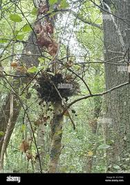 Attēlu rezultāti vaicājumam “Taphrina betulina”