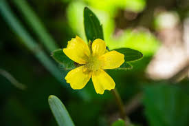 Attēlu rezultāti vaicājumam “Ranunculus lingua leaf”
