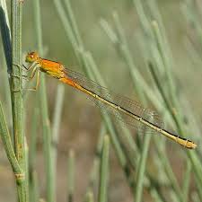 Attēlu rezultāti vaicājumam “Ischnura pumilio”