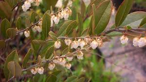 Attēlu rezultāti vaicājumam “Chamaedaphne calyculata fruit”