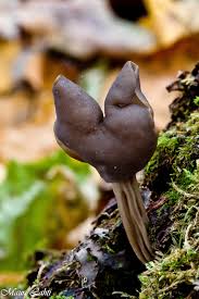 Attēlu rezultāti vaicājumam “Helvella lacunosa”