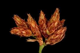 Attēlu rezultāti vaicājumam “Schoenoplectus lacustris subsp. lacustris”