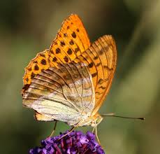 Attēlu rezultāti vaicājumam “Argynnis paphia”